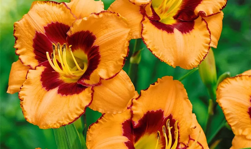 Hemerocallis 'Zagora'