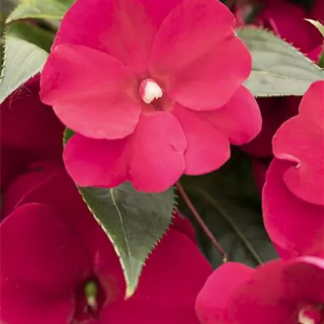 Impatiens neuguinea 'Petticoat'