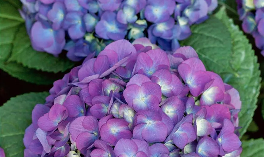 Hydrangea macrophylla 'Yola'