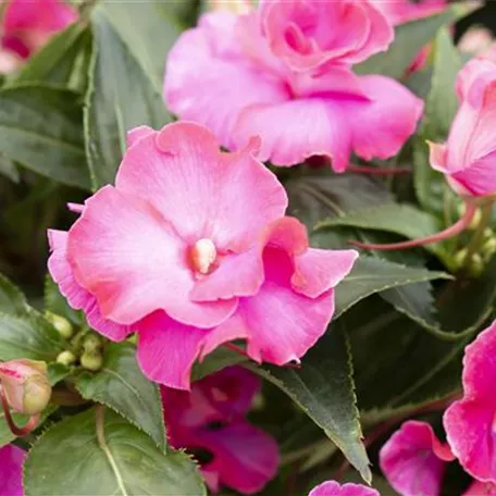 Impatiens neuguinea 'Roller Coaster'