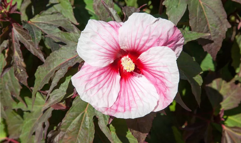 Hibiscus moscheutos 'Kopper King'®