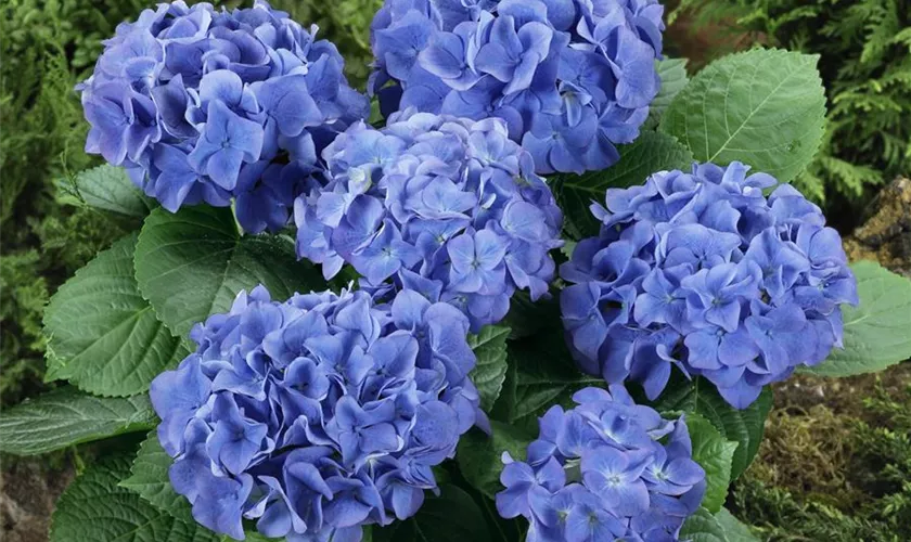 Hydrangea macrophylla 'Libertin'®