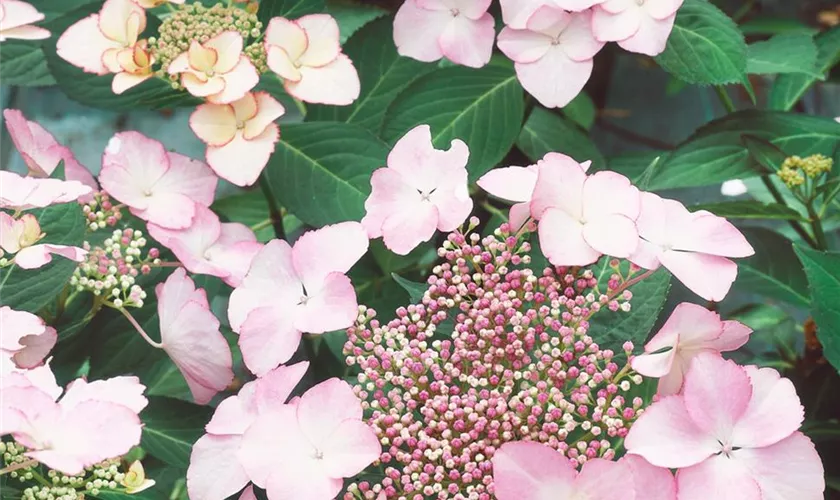 Hydrangea macrophylla You & Me 'Emotion'®