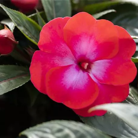 Impatiens neuguinea sel® ColorPower®