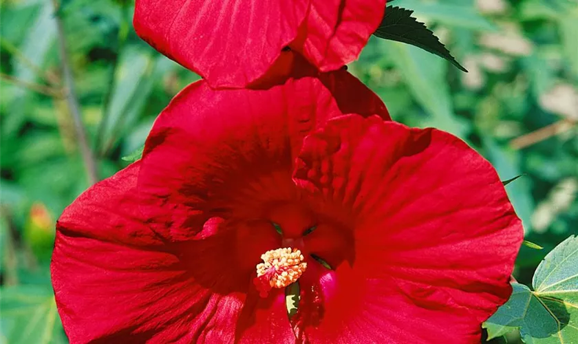 Hibiscus moscheutos 'Lord Baltimore'