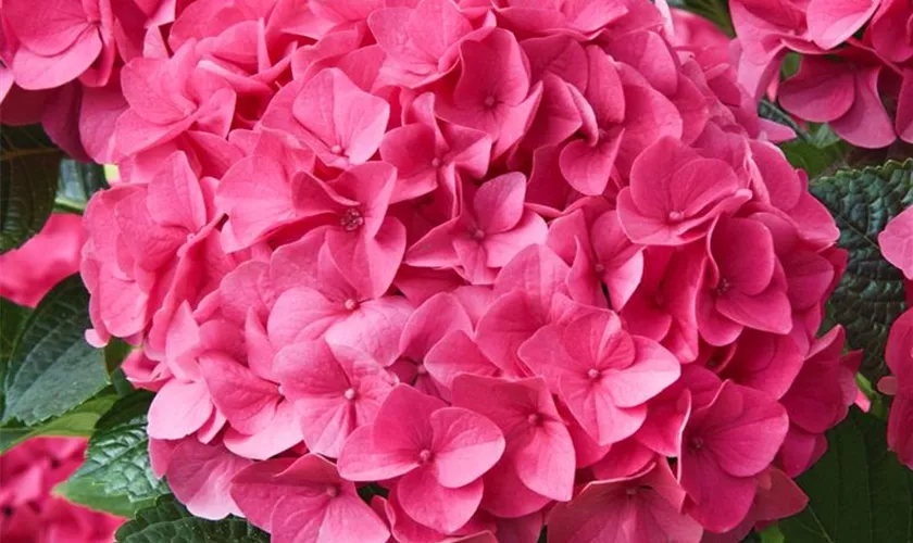 Hydrangea macrophylla 'Amazing Pink'