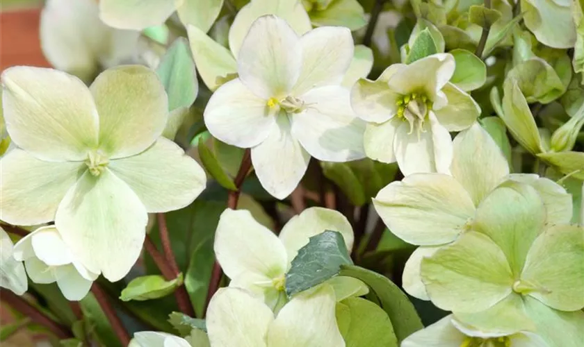 Helleborus niger 'Ice Breaker'