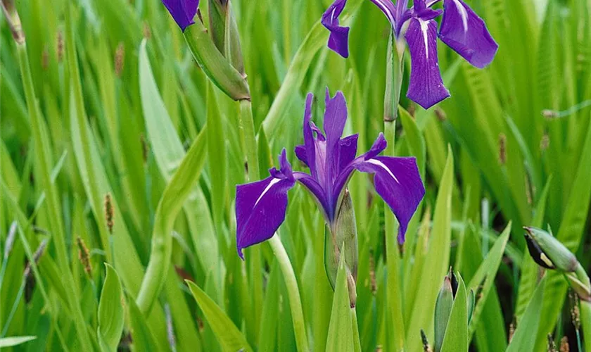 Iris laevigata, blauviolett