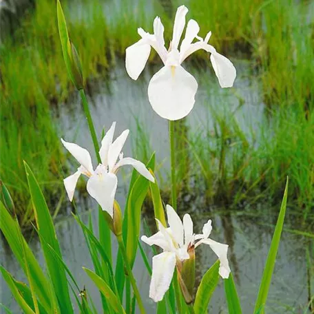 Garten-Sumpf-Schwertlilie 'Alba'