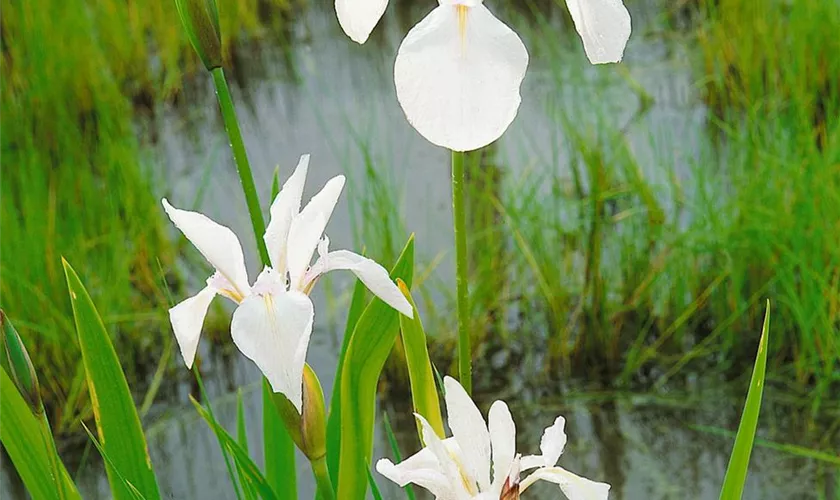 Iris laevigata 'Alba'