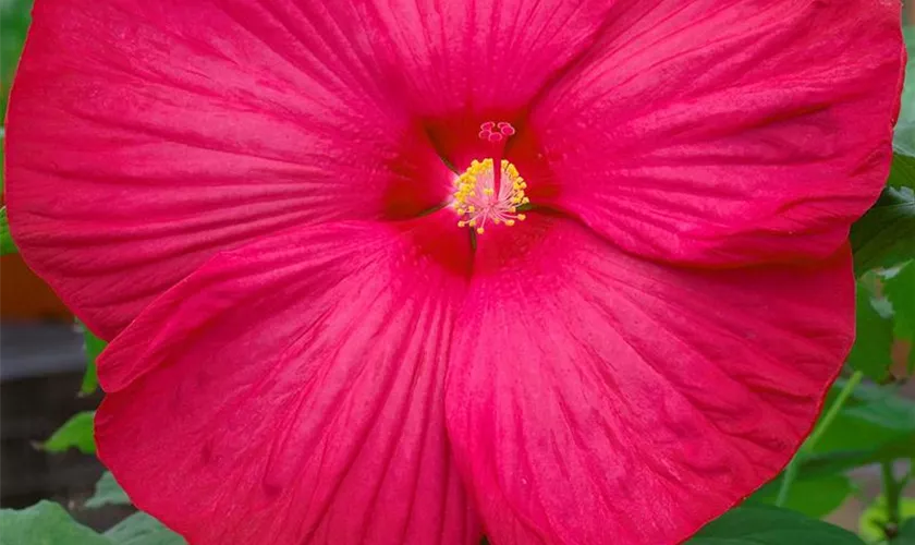 Hibiscus moscheutos 'Luna Red'