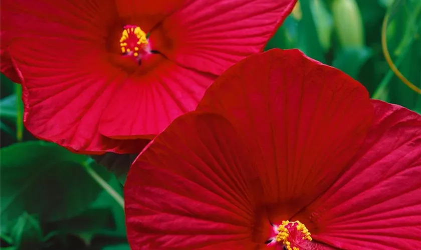 Hibiscus moscheutos 'Rouge'