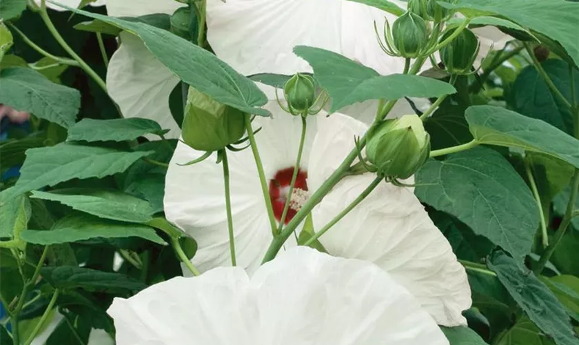 Hibiscus moscheutos 'Luna White'