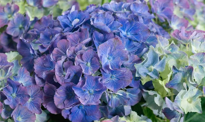 Hydrangea macrophylla 'Atlantic Blue'