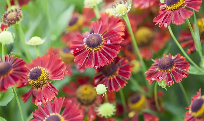 Helenium autumnale 'Mariachi Siesta'