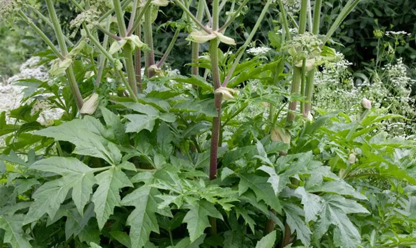 Heracleum pubescens