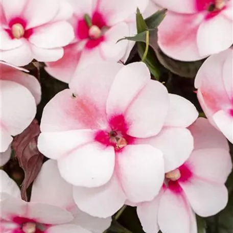 Impatiens neuguinea 'Tamarinda'