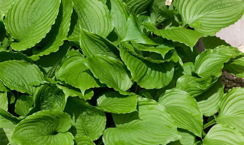 Hosta 'Purple Heart'