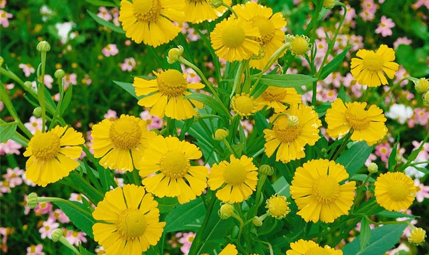 Helenium autumnale 'Pumilum Magnificum'