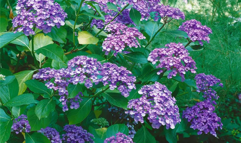 Hydrangea macrophylla 'Ayesha'(s)