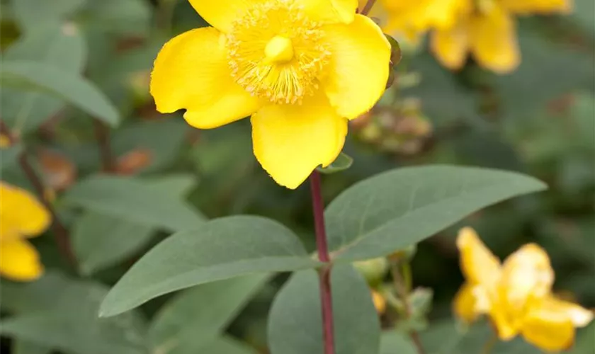 Hypericum patulum 'Hidcote Gold'