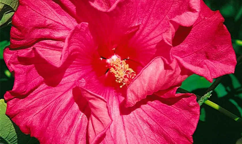 Hibiscus moscheutos 'Sweet Caroline'