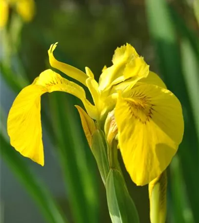 Die Iris – eine Pflanzen-Schönheit mit vielen Gesichtern