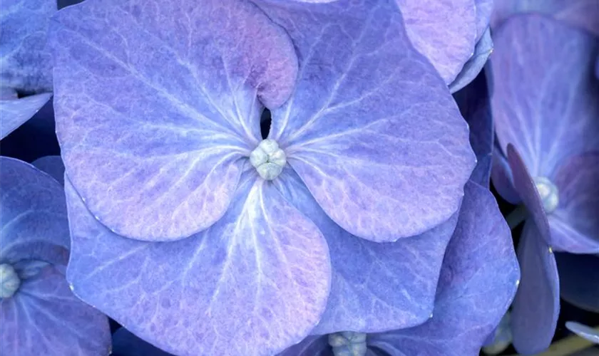 Hydrangea macrophylla 'Bela'(s)