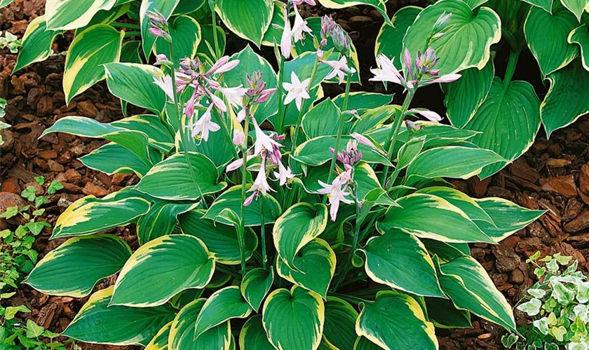 Hosta x fortunei