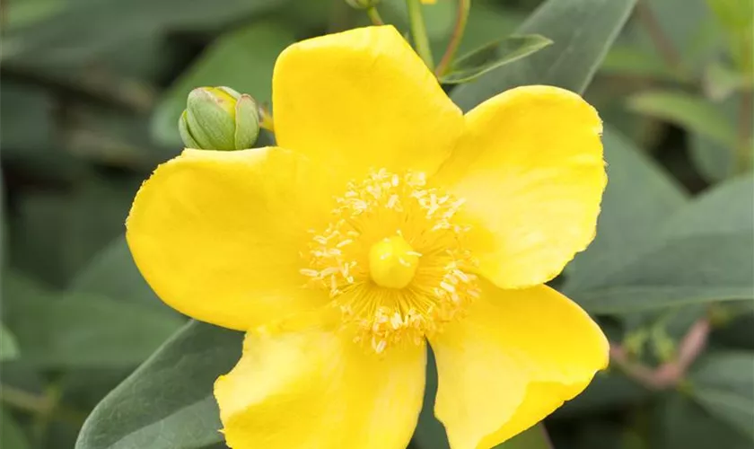 Hypericum patulum 'Hidcote'