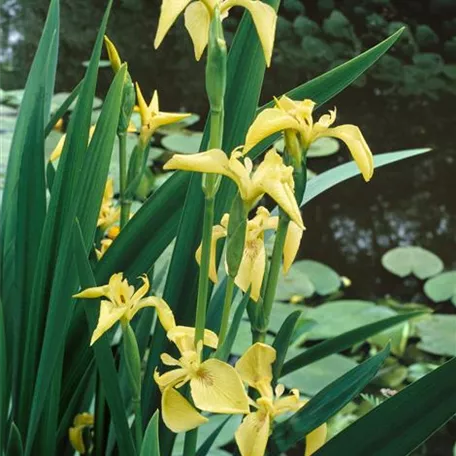 Garten-Sumpf-Schwertlilie 'Bastardii'