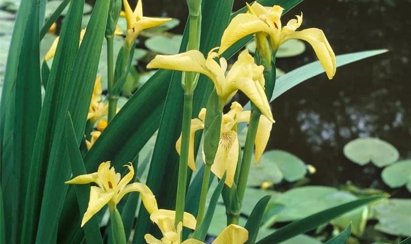 Iris pseudacorus 'Bastardii'