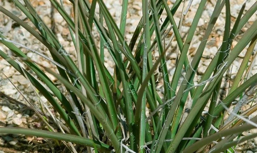 Rote Yucca