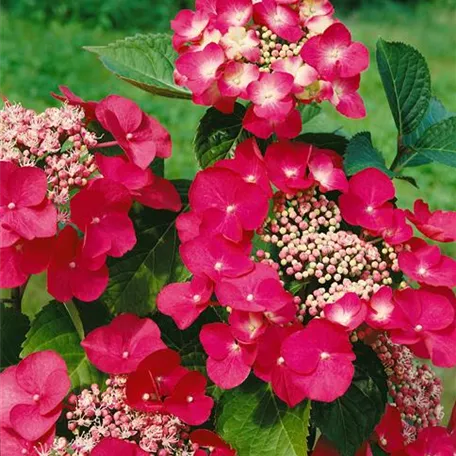 Hydrangea macrophylla 'Bergfink'