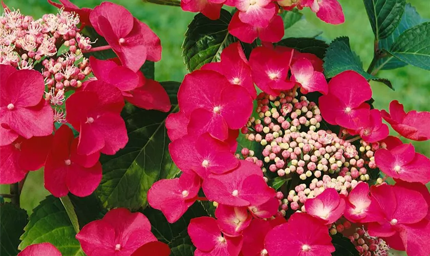 Tellerhortensie 'Bergfink'