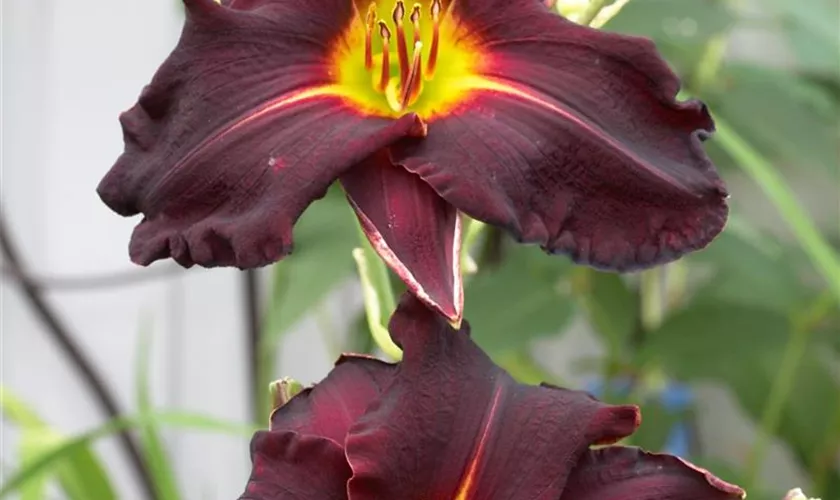 Hemerocallis 'Apres Moi'