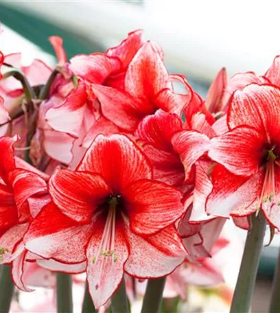 Amaryllis – pflanzen und pflegen im Haus