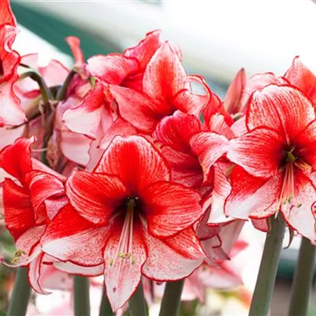 Hippeastrum 'Charisma'