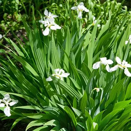 Garten-Sumpf-Schwertlilie 'Creme de la Creme'