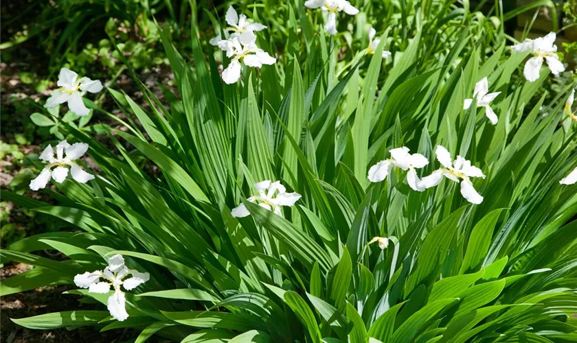 Iris pseudacorus 'Creme de la Creme'