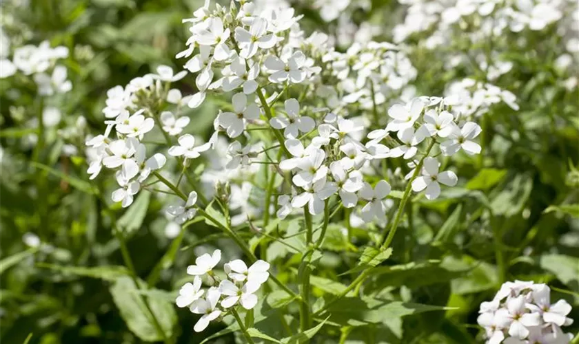 Hesperis matronalis 'Alba'