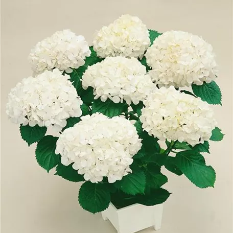 Bauernhortensie 'Bichon'