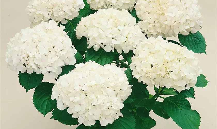 Hydrangea macrophylla 'Bichon'