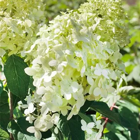 Hydrangea paniculata 'Baby Lace'