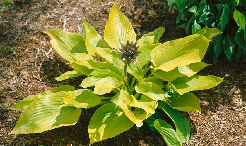 Hosta x fortunei 'Aurea'