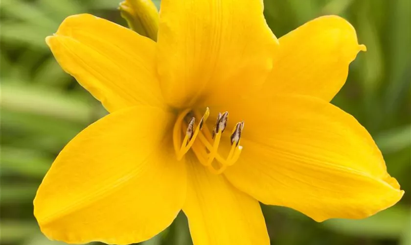 Hemerocallis 'Atlas'