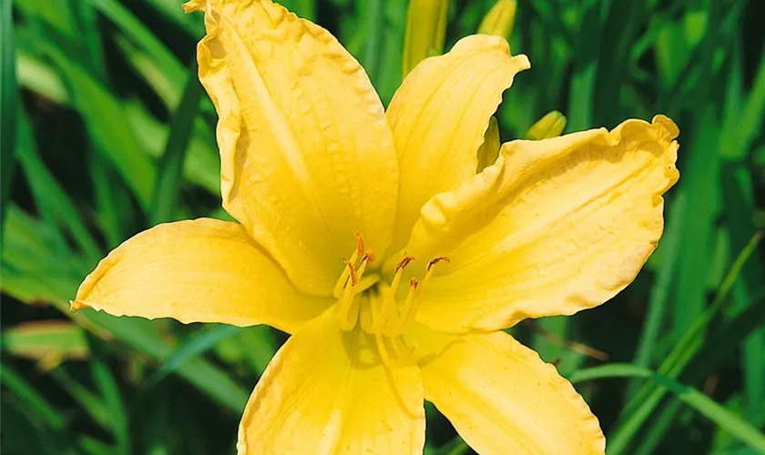 Hemerocallis 'Girl Scout'