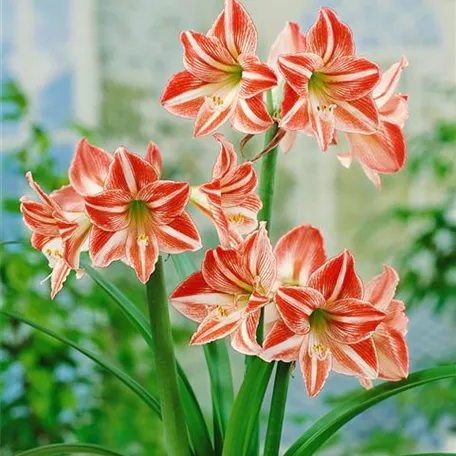 Hippeastrum 'Striped'