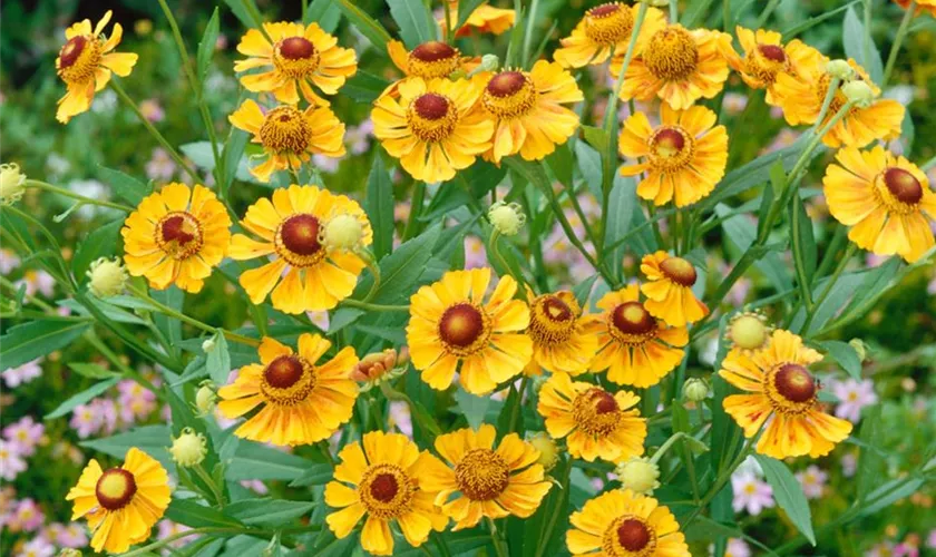 Helenium 'Goldrausch'