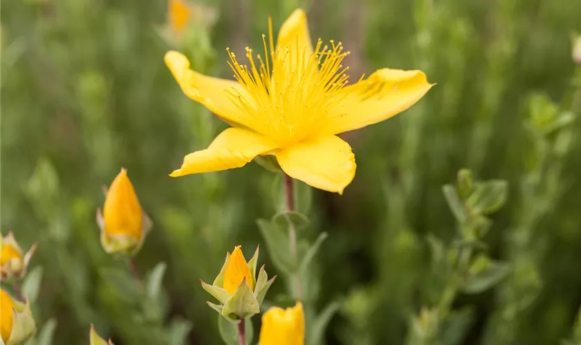 Hypericum polyphyllum 'Grandiflorum'